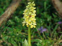 0002 (blasses Knabenkraut)